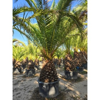 Phoenix canariensis stipe 80/100